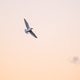 Seagull in the sunset sky Seagull in the sunset sky - PhotoDune Item for Sale