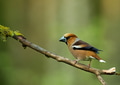 Hawfinch (Coccothraustes coccothraustes) on a dry branch Hawfinch (Coccothraustes coccothraustes) on a dry branch - PhotoDune Item for Sale