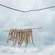 Dried Fish Hanging Under a Cloudy Sky Dried Fish Hanging Under a Cloudy Sky - PhotoDune Item for Sale