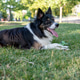 Border collie dog resting on grass in park Border collie dog resting on grass in park - PhotoDune Item for Sale
