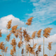 reed in the wind reed in the wind - PhotoDune Item for Sale