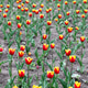 Tulips Tulips - PhotoDune Item for Sale