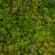 Overhead aerial birds eye view of tropical rainforest palm tree canopies in the lush green jungle Overhead aerial birds eye view of tropical rainforest palm tree canopies in the lush green jungle - PhotoDune Item for Sale