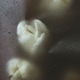 Tulips under the film with water droplets Tulips under the film with water droplets - PhotoDune Item for Sale