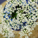 Queen Anne's Lace in Ceramic Vase - Selective Focus Queen Anne's Lace in Ceramic Vase - Selective Focus - PhotoDune Item for Sale