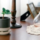 A small plant in a pot on a wooden table A small plant in a pot on a wooden table - PhotoDune Item for Sale
