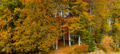 Autumn Colors In The Beech Forest Autumn Colors In The Beech Forest - PhotoDune Item for Sale