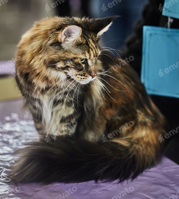 Maine Coons Most Popular Cat Breeds 2018 Maine Coon Cat Big Fluffy