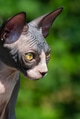 Portrait of luxury Canadian Sphynx kitten on sunny summer day on natural blurred green background Portrait of luxury Canadian Sphynx kitten on sunny summer day on natural blurred green background - PhotoDune Item for Sale