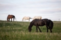 Four beautiful horses eating grass in a meadow Four beautiful horses eating grass in a meadow - PhotoDune Item for Sale