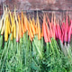 Colorful rainbow carrots on a wooden table Colorful rainbow carrots on a wooden table - PhotoDune Item for Sale