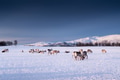 A herd of deer during sunset. Animals in wildlife. Tromso, Norway A herd of deer during sunset. Animals in wildlife. Tromso, Norway - PhotoDune Item for Sale