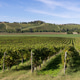 Vineyard rows winding over italian hillsides Vineyard rows winding over italian hillsides - PhotoDune Item for Sale