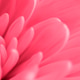Trendy color 2023. Via magenta color background Trendy color 2023. Via magenta color background - PhotoDune Item for Sale