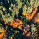 Aerial dense autumn forest colorful mixed foliage top down view Aerial dense autumn forest colorful mixed foliage top down view - PhotoDune Item for Sale