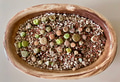 Top view, pot of mutant lithops (benz) Top view, pot of mutant lithops (benz) - PhotoDune Item for Sale