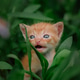 beautiful kitten on the grass beautiful kitten on the grass - PhotoDune Item for Sale
