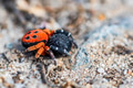Ladybird spider or Eresus kollari close Ladybird spider or Eresus kollari close - PhotoDune Item for Sale
