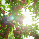 Ripe plums hang from lush green branches Ripe plums hang from lush green branches - PhotoDune Item for Sale