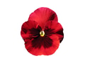 Red Pansy Isolated on White Background. Object with clipping path. Red Pansy Isolated on White Background. Object with clipping path. - PhotoDune Item for Sale
