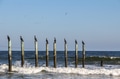 Double crested cormorant waterbirds standing in a row on wooden logs from an old pier in the ocean Double crested cormorant waterbirds standing in a row on wooden logs from an old pier in the ocean - PhotoDune Item for Sale