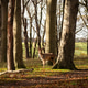 Deer in an Autumn Forest Deer in an Autumn Forest - PhotoDune Item for Sale
