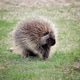 A wild North American porcupine A wild North American porcupine - PhotoDune Item for Sale