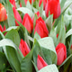 Tulips Showwinner. Tulips Showwinner. - PhotoDune Item for Sale
