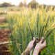 Hands Holding Fresh Green Wheat in Agricultural Field Hands Holding Fresh Green Wheat in Agricultural Field - PhotoDune Item for Sale