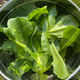 Fresh garden greens Fresh garden greens - PhotoDune Item for Sale