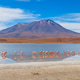 Flamingos in a High Mountain Lake Flamingos in a High Mountain Lake - PhotoDune Item for Sale