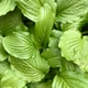Green leaves after rain Green leaves after rain - PhotoDune Item for Sale