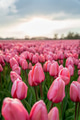 Close-up of a beautiful pink tulip flower in a flower field in the Netherlands, grey sky Close-up of a beautiful pink tulip flower in a flower field in the Netherlands, grey sky - PhotoDune Item for Sale