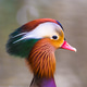 head of Mandarin duck head of Mandarin duck - PhotoDune Item for Sale