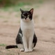 cat cat - PhotoDune Item for Sale