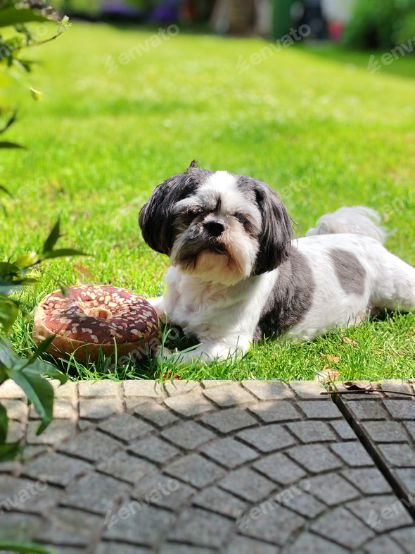 Grey and white Shih Tzu lying on green grass with a toy in front