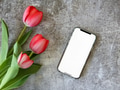 Flat lay with red tulips next to mobile device with blank screen mockup friendly on gray surface Flat lay with red tulips next to mobile device with blank screen mockup friendly on gray surface - PhotoDune Item for Sale
