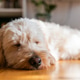 Tired Maltipoo Dog Sleeping on Hardwood Floor in a Living Room Tired Maltipoo Dog Sleeping on Hardwood Floor in a Living Room - PhotoDune Item for Sale