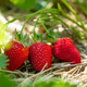 Ripe Red Strawberry Of Asia Variety Growing In Organic Garden On Straw Mulch With Copy Space Ripe Red Strawberry Of Asia Variety Growing In Organic Garden On Straw Mulch With Copy Space - PhotoDune Item for Sale