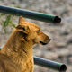 Sad and Calm Stray Dog by Riverside Fence Sad and Calm Stray Dog by Riverside Fence - PhotoDune Item for Sale