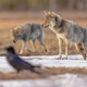 Two Eurasian Wolf looking with raven Two Eurasian Wolf looking with raven - PhotoDune Item for Sale