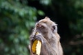 Monkey sits and eats banana Monkey sits and eats banana - PhotoDune Item for Sale