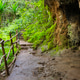 Karura Forest Trail in Nairobi, Kenya Karura Forest Trail in Nairobi, Kenya - PhotoDune Item for Sale