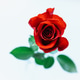 Bud of blooming red rose, cut flower, top view on light background ...