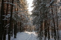 Scenic forest road covered in snow Scenic forest road covered in snow - PhotoDune Item for Sale
