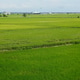 Sekinchan paddy field Sekinchan paddy field - PhotoDune Item for Sale