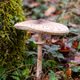 one wild mushroom in a forest in Istria, Croatia one wild mushroom in a forest in Istria, Croatia - PhotoDune Item for Sale