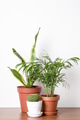 House Plants in Ceramic Pots. House Plants in Ceramic Pots. - PhotoDune Item for Sale