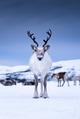 Deer on the sky background during sunset. Animals in wildlife. Tromso, Norway Deer on the sky background during sunset. Animals in wildlife. Tromso, Norway - PhotoDune Item for Sale