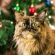 Elegant Maine Coon Cat with Striking Tortoiseshell Fur Posing Near a Festive Christmas Tree. Elegant Maine Coon Cat with Striking Tortoiseshell Fur Posing Near a Festive Christmas Tree. - PhotoDune Item for Sale
